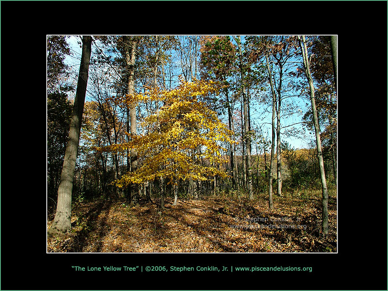 The Lone Yellow Tree The Lone Yellow Tree