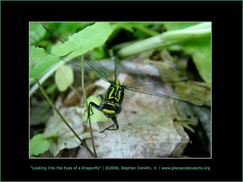 Looking Into the Eyes of a Dragonfly Looking Into the Eyes of a Dragonfly