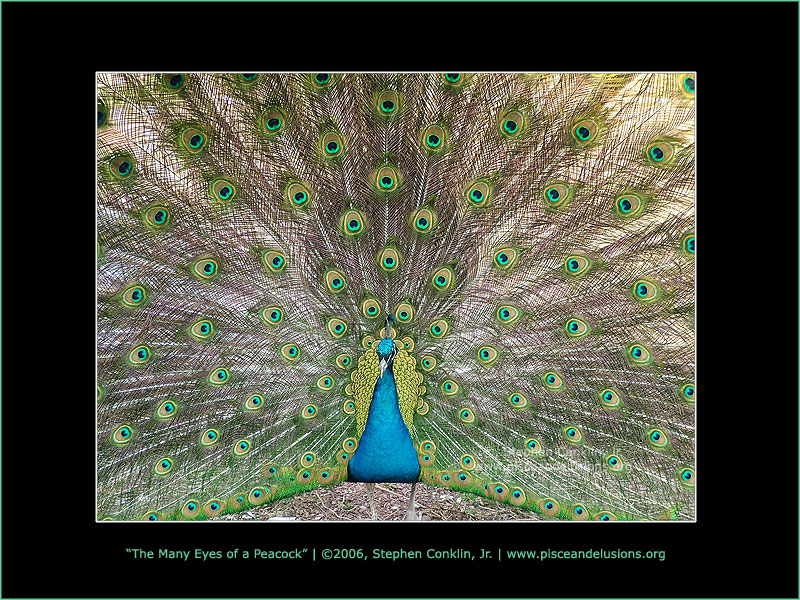 The Many Eyes of a Peacock The Many Eyes of a Peacock