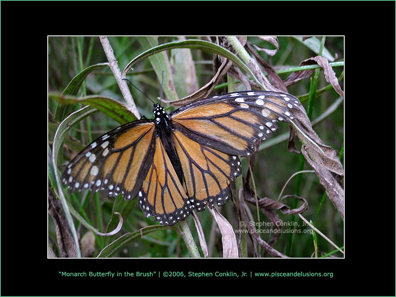 Monarch Butterfly in the Brush Monarch Butterfly in the Brush