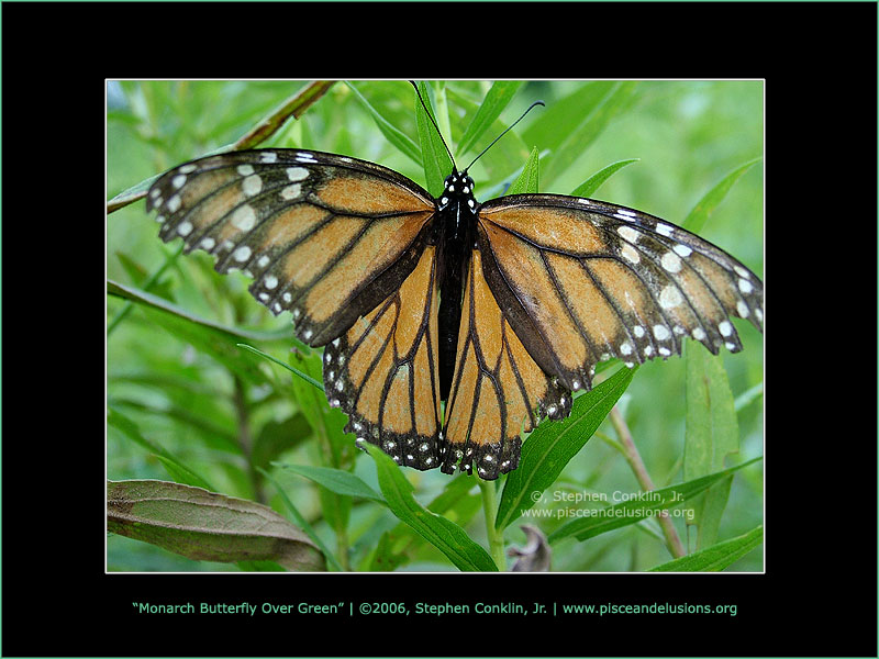 Monarch Butterfly Over Green Monarch Butterfly Over Green