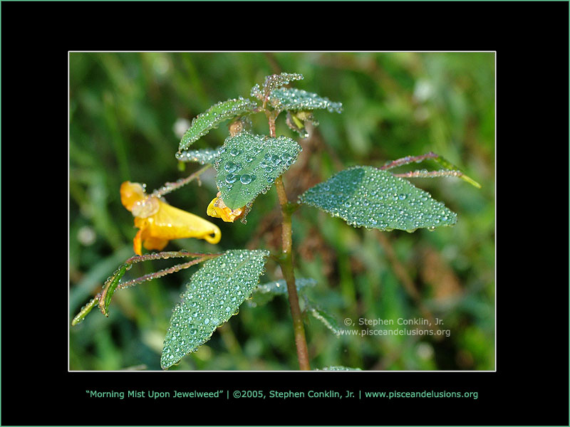 Morning Mist Upon Jewelweed Morning Mist Upon Jewelweed