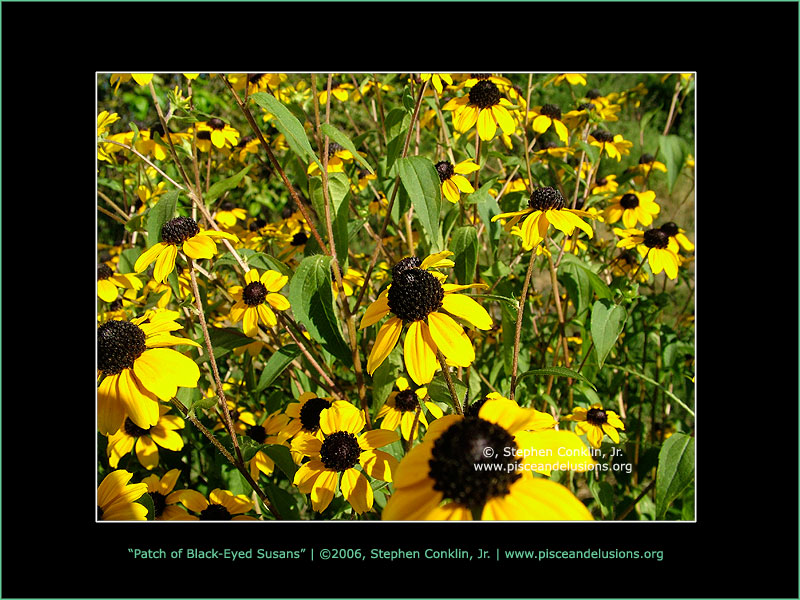 Patch of Black-Eyed Susan's Patch of Black-Eyed Susan's