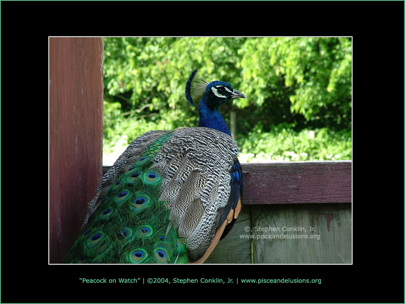 Peacock on Watch Peacock on Watch