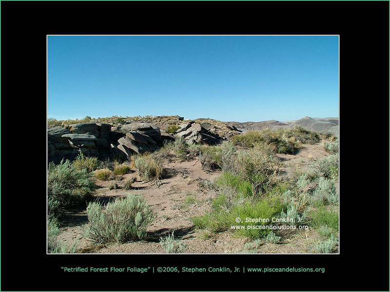 Petrified Forest Floor Foliage