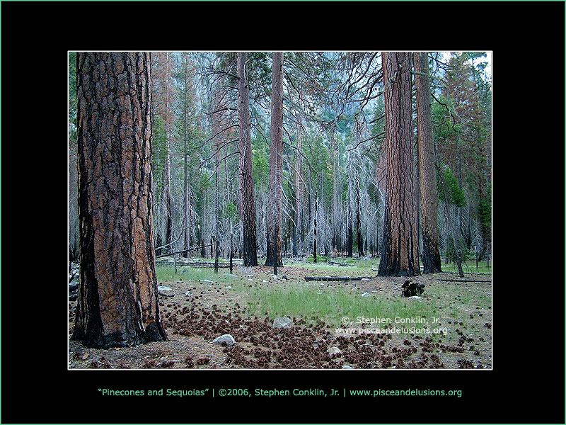 Pinecones and Sequoia Trees Pinecones and Sequoia Trees