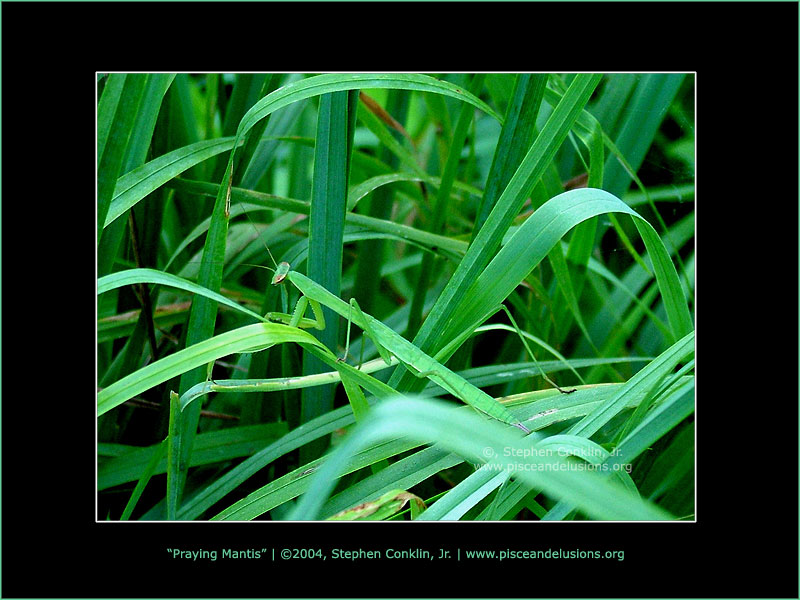 Praying Mantis Praying Mantis