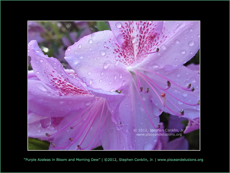 Purple Azaleas in Bloom and Morning Dew Purple Azaleas in Bloom and Morning Dew