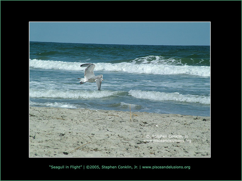 Seagull in Flight Seagull in Flight