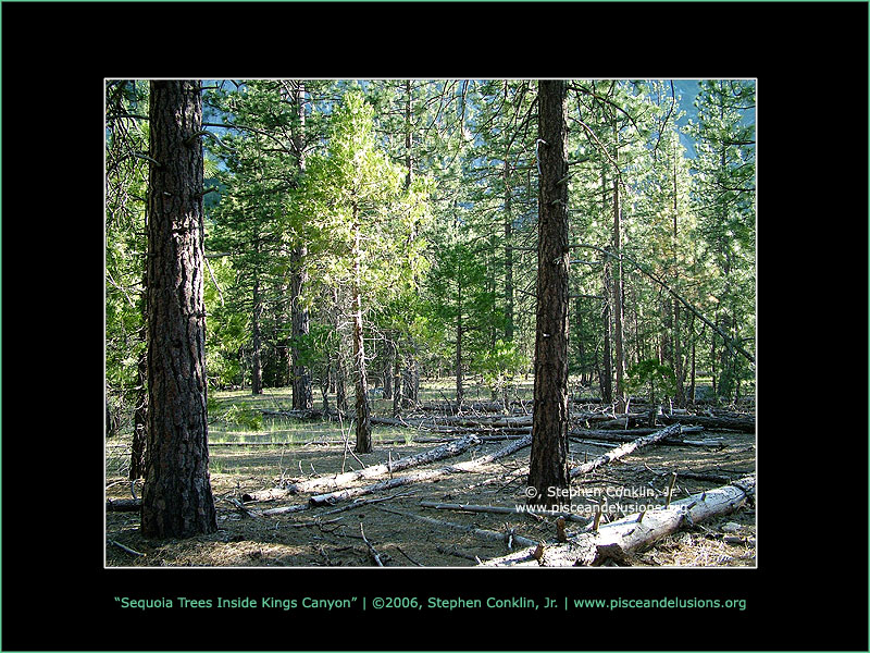 Sequoia Trees Inside Kings Canyon Sequoia Trees Inside Kings Canyon