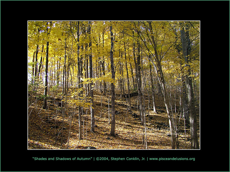 Shades and Shadows of Autumn Shades and Shadows of Autumn