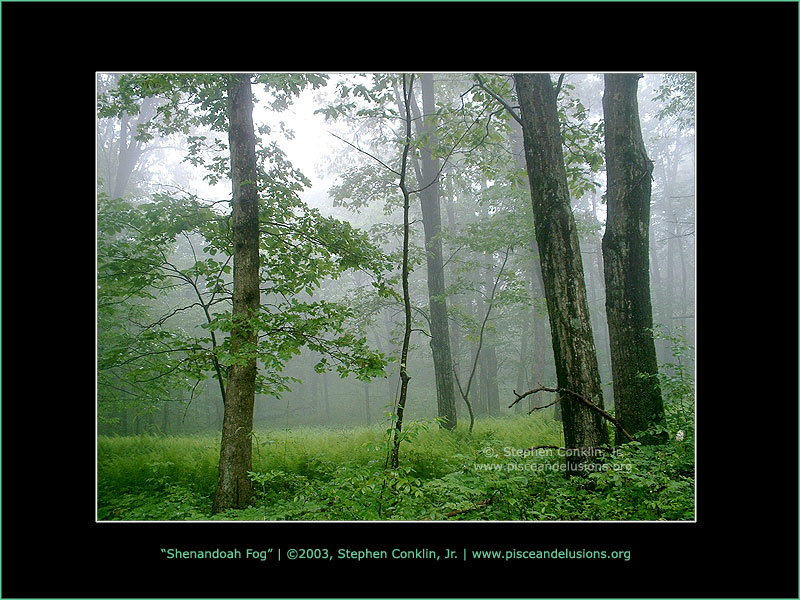 Shenandoah Fog Shenandoah Fog