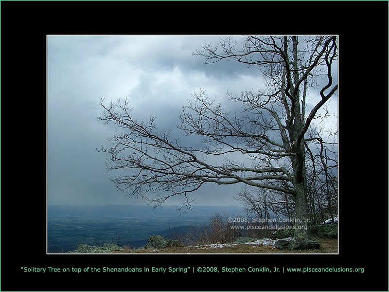 Solitary Tree on top of the Shenandoah's in Early Spring Solitary Tree on top of the Shenandoah's in Early Spring