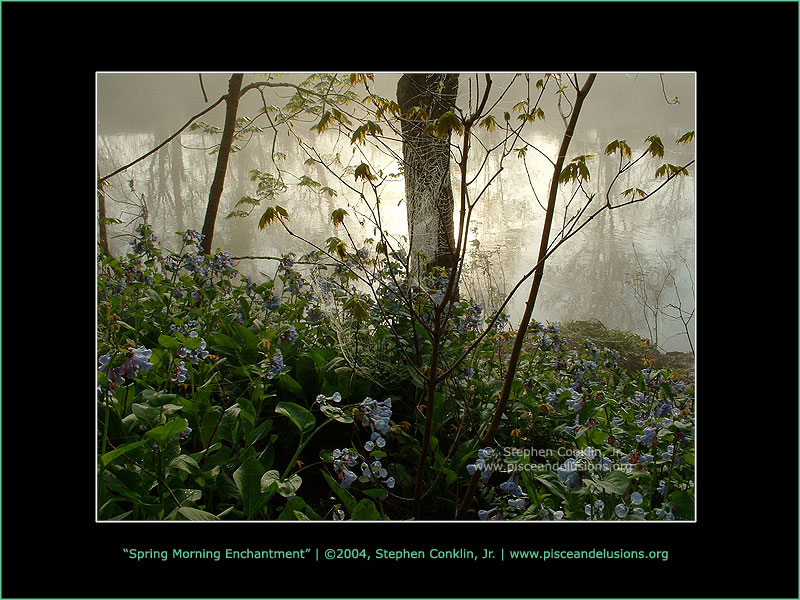 Spring Morning Enchantment Spring Morning Enchantment