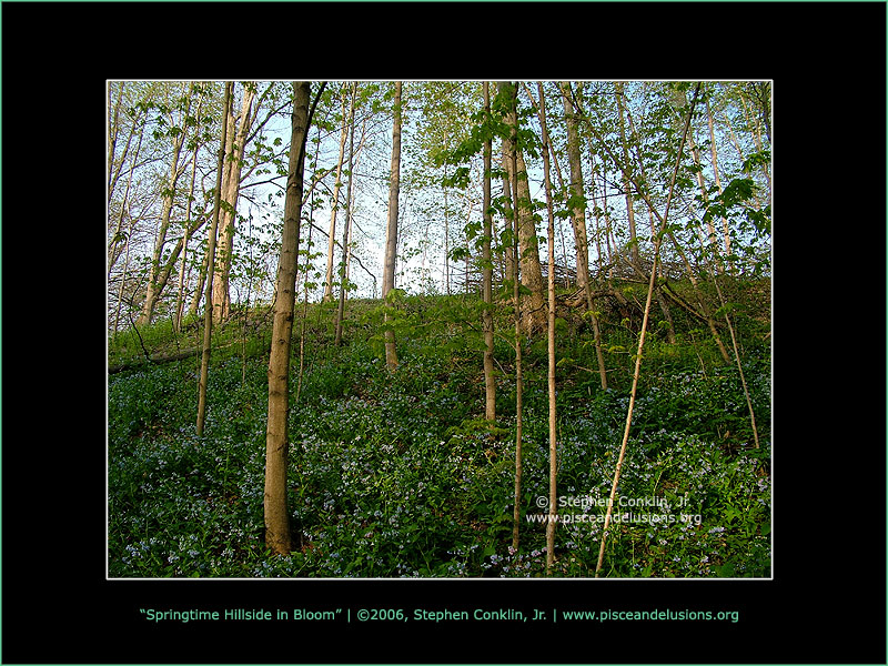 Springtime Hillside in Bloom Springtime Hillside in Bloom