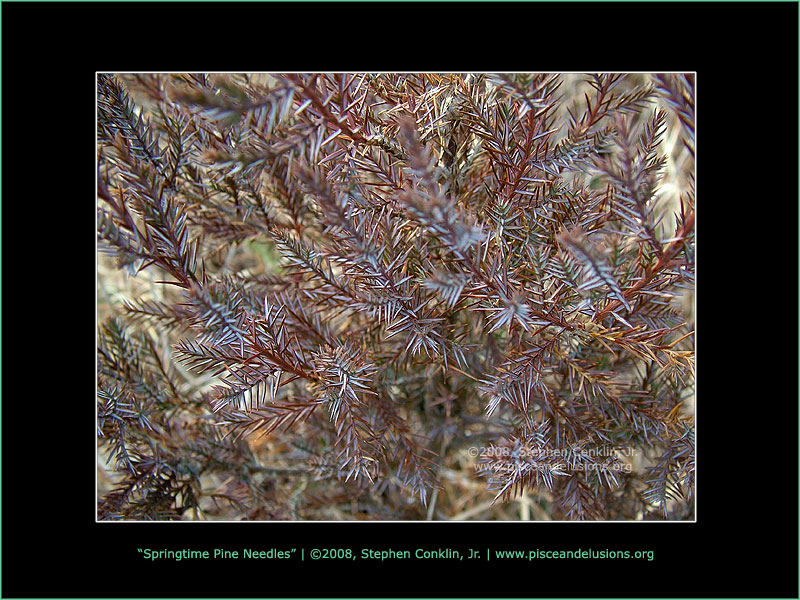 Springtime Pine Needle Abstract Springtime Pine Needle Abstract
