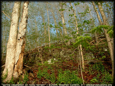 Spring Vegetation on a Rocky Hillside Spring Vegetation on a Rocky Hillside