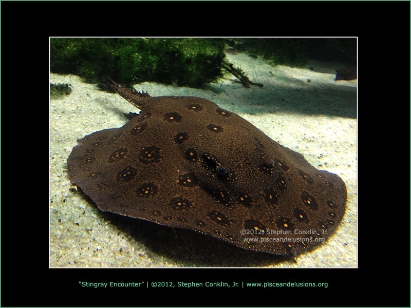 Stingray Encounter Stingray Encounter