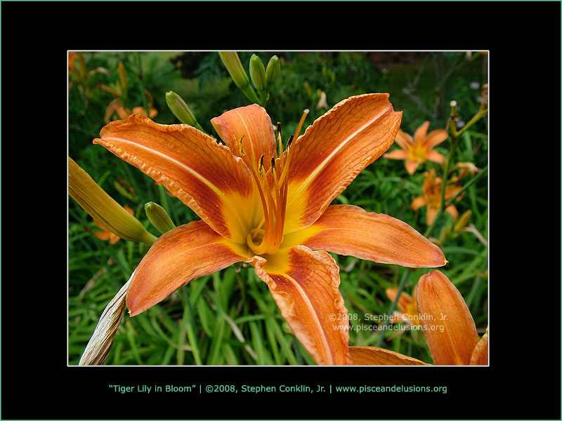 Tiger Lily in Bloom Tiger Lily in Bloom