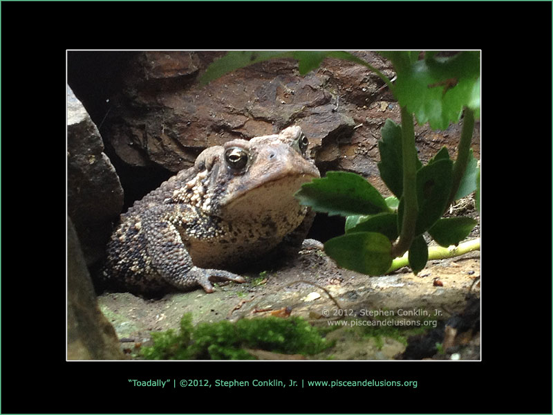 Toadally Toadally