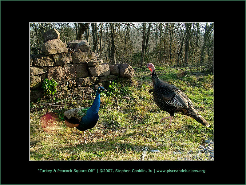 Turkey & Peacock Square Off Turkey & Peacock Square Off