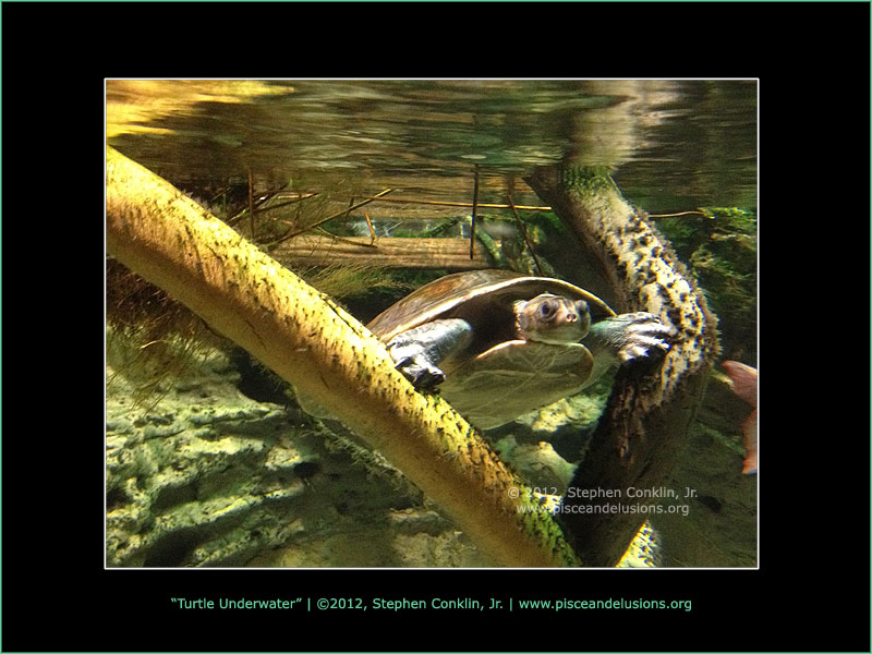Turtle Underwater Turtle Underwater