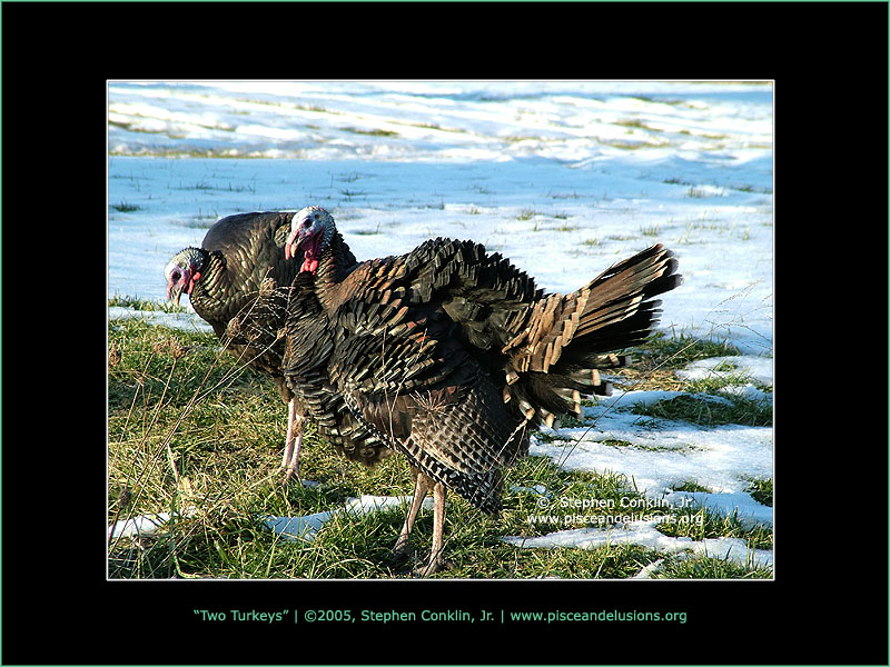 Two Turkeys Two Turkeys