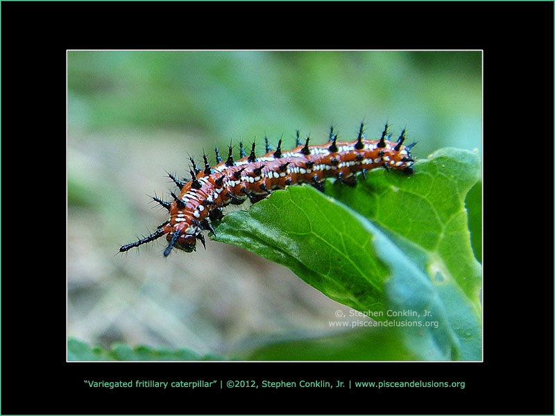 Variegated fritillary caterpillar Variegated fritillary caterpillar