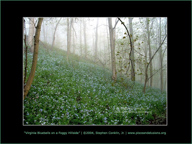 Virginia Bluebells on a Foggy Hillside Virginia Bluebells on a Foggy Hillside
