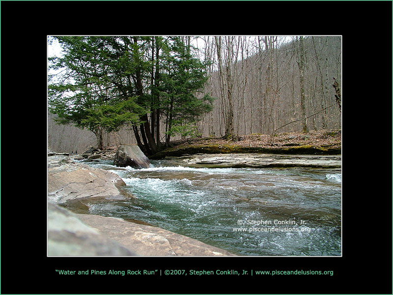 Water and Pines Along Rock Run Water and Pines Along Rock Run
