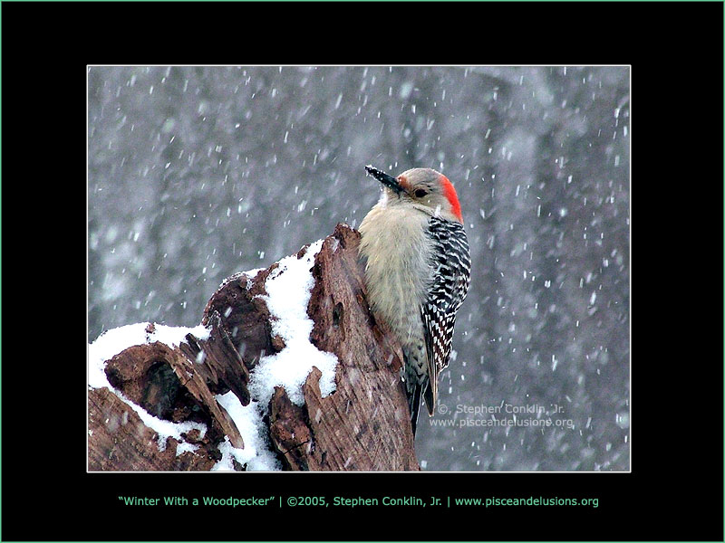 Winter With a Woodpecker Winter With a Woodpecker