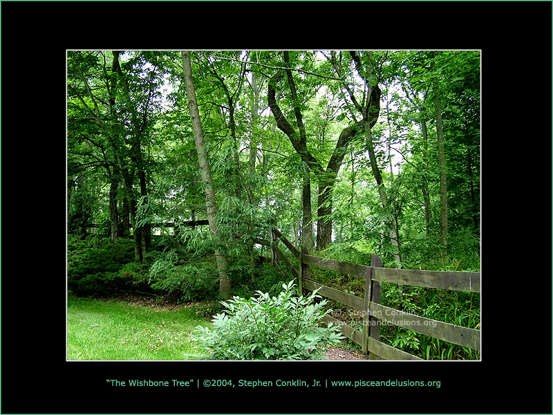The Wishbone Tree The Wishbone Tree