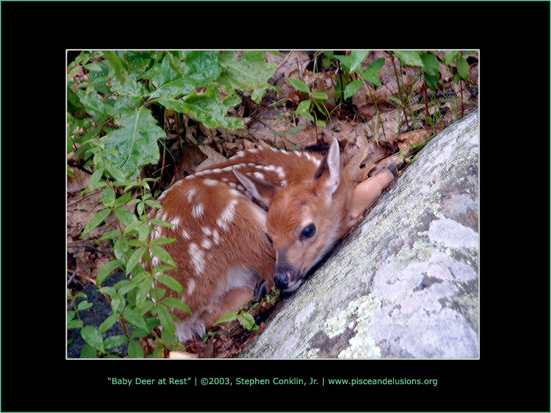 Baby Deer at Rest Baby Deer at Rest
