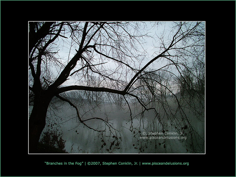 Branches in the Fog Branches in the Fog