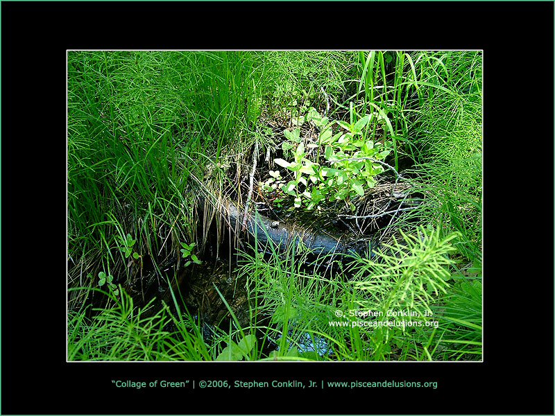 Collage of Green Collage of Green