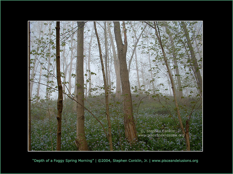 Depth of a Foggy Spring Morning Depth of a Foggy Spring Morning