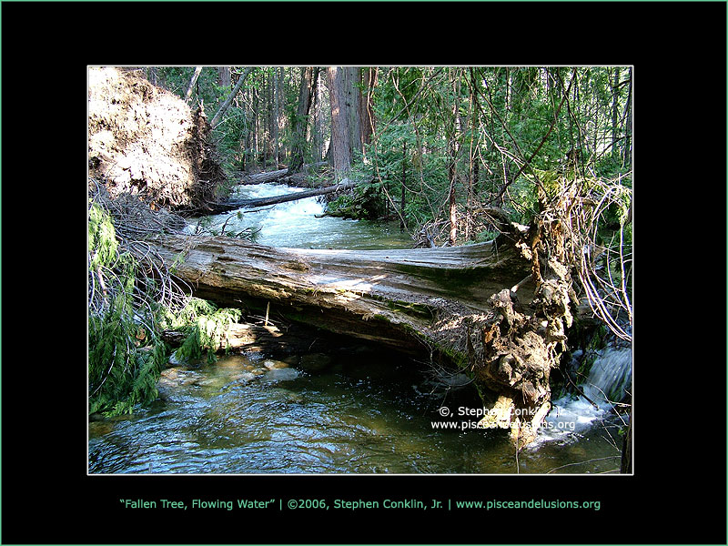 Fallen Tree, Flowing Water Fallen Tree, Flowing Water