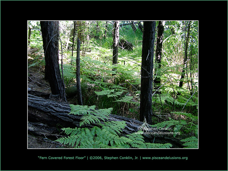 Fern Covered Forest Floor Fern Covered Forest Floor