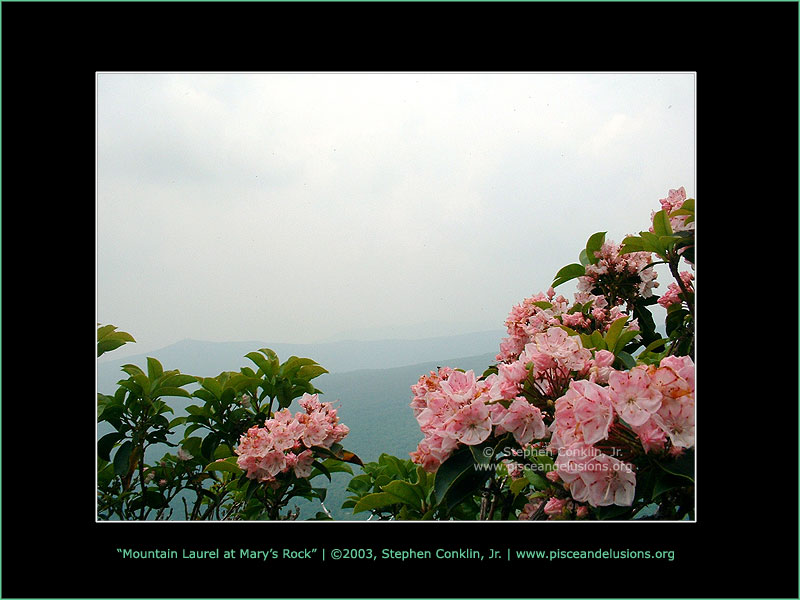 Mountain Laurel at Mary's Rock Mountain Laurel at Mary's Rock
