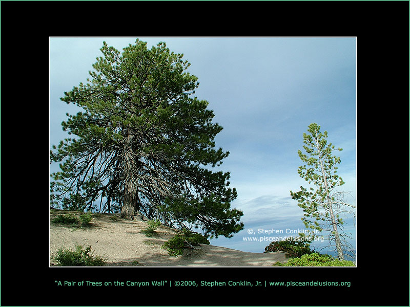 A Pair of Trees on top of Bryce Canyon A Pair of Trees on top of Bryce Canyon